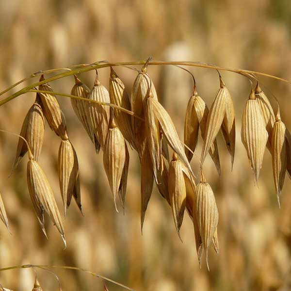 Oats Seeds
