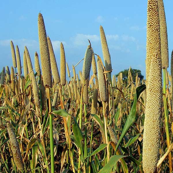 Pearl Millet