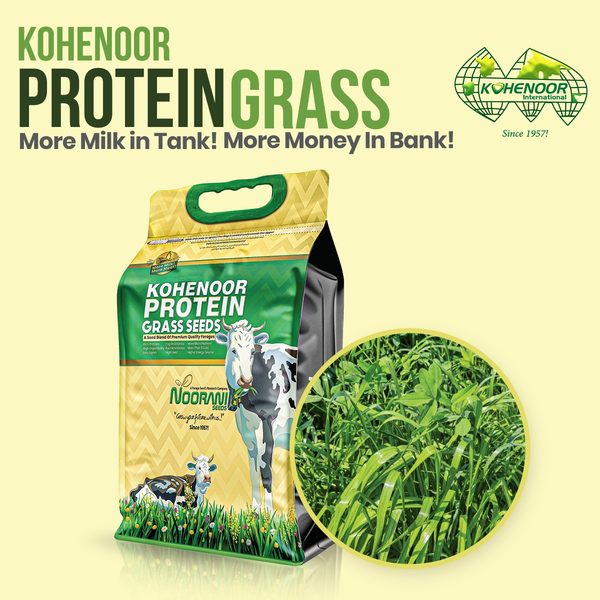 Kohenoor Protein Grass